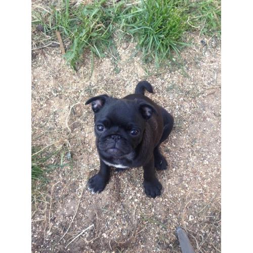 3 stunning pug puppies