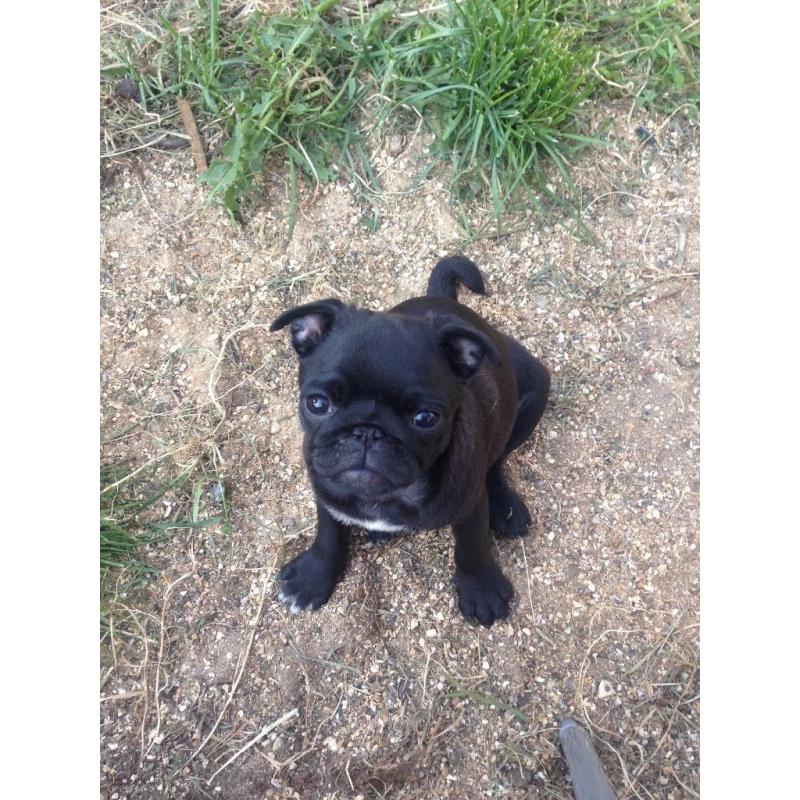 3 stunning pug puppies