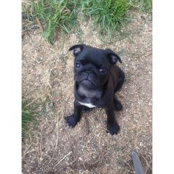 3 stunning pug puppies