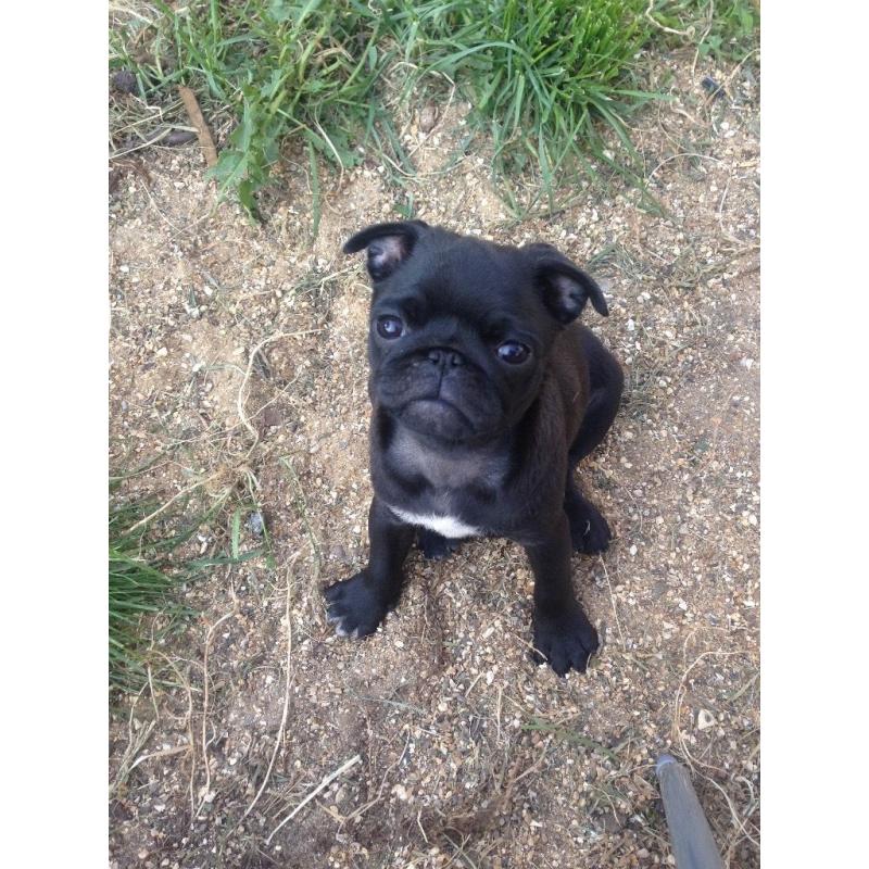 3 stunning pug puppies