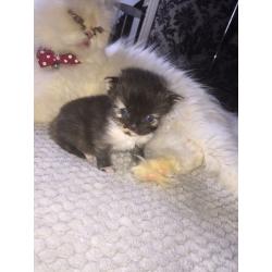 Persian kittens for sale