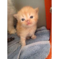 Persian kittens for sale