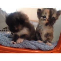 Persian kittens for sale