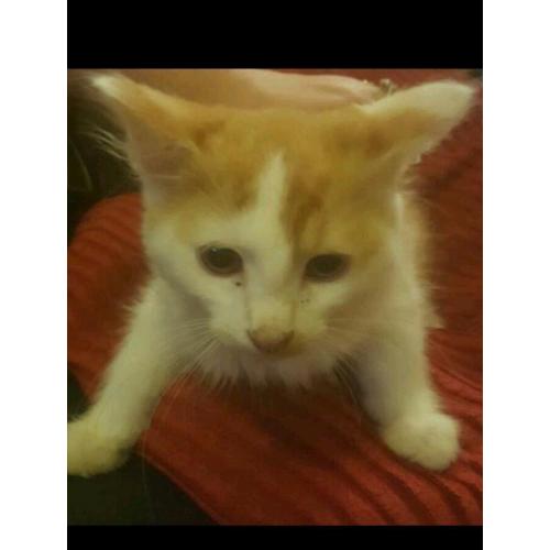 Ginger kitten for sale