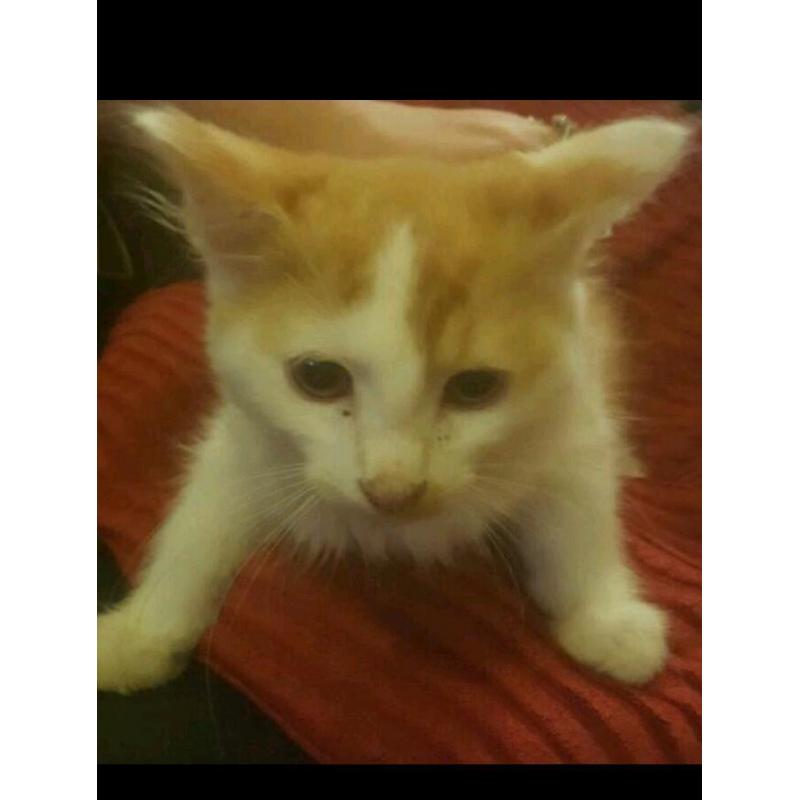 Ginger kitten for sale