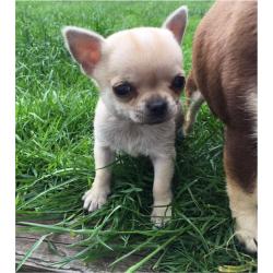 Chihuahuas