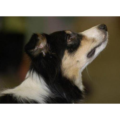 3 year old male collie - Loving Home Needed - Perfect Paws Dog Sanctuary
