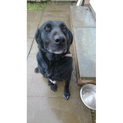 4 year old female lab - Loving Home Needed - Perfect Paws Dog Sanctuary