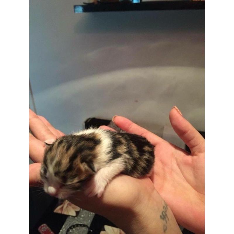 Kittens