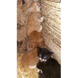 Farm kittens for sale