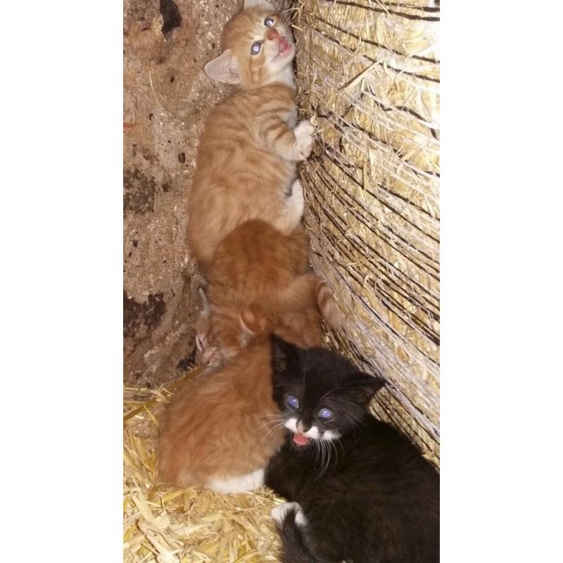 Farm kittens for sale