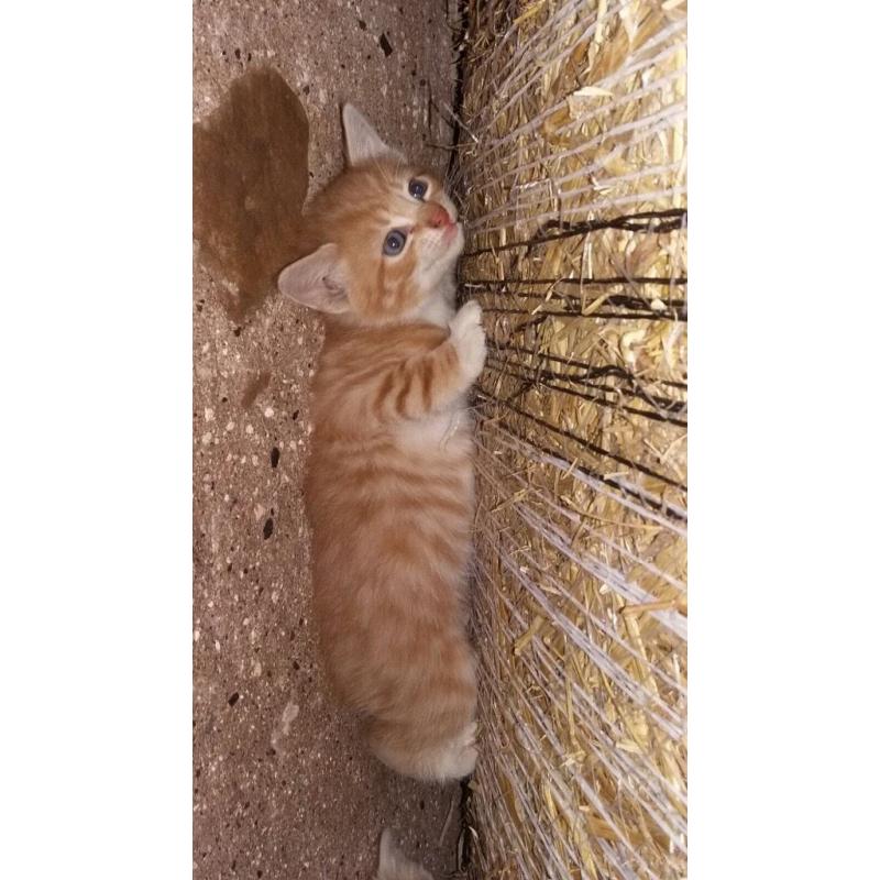 Farm kittens for sale
