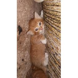 Farm kittens for sale