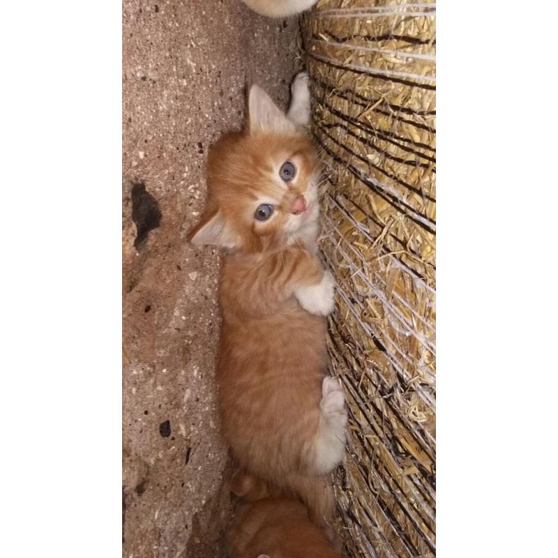 Farm kittens for sale