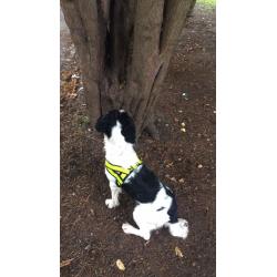 Drug Detection Dog Team