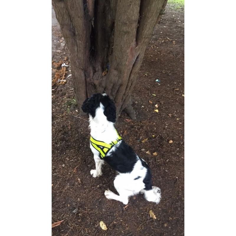 Drug Detection Dog Team