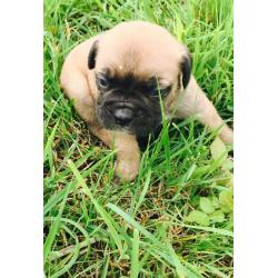 2 female Bullmastiff puppies ready for their forever homes