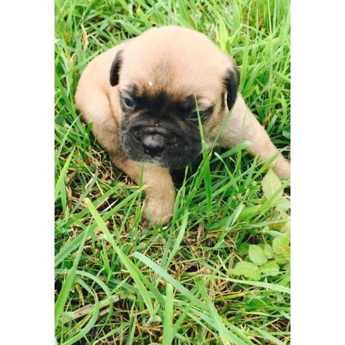 2 female Bullmastiff puppies ready for their forever homes