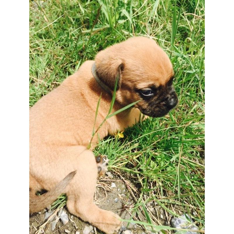2 female Bullmastiff puppies ready for their forever homes