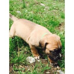 2 female Bullmastiff puppies ready for their forever homes