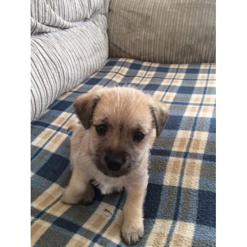 Puppy for sale. Wanted to go to a good loving home with someone who's going to take good care of him