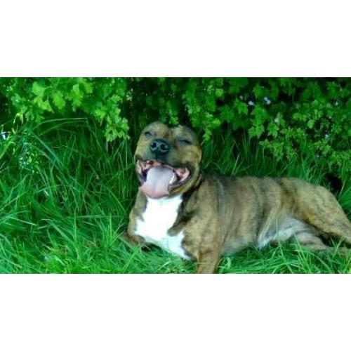 Staffy