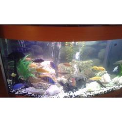 juwel fish tank