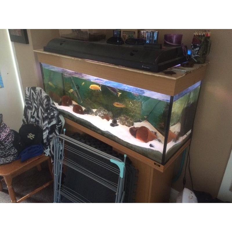African chiclids full setup