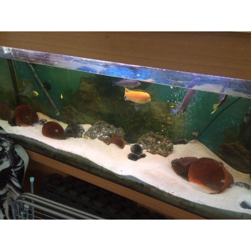 African chiclids full setup