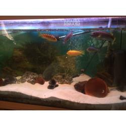 African chiclids full setup