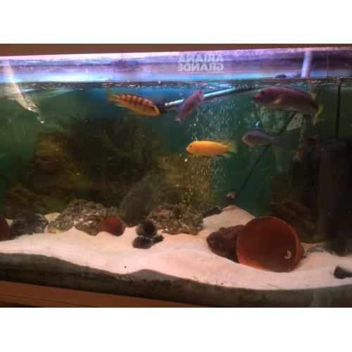 African chiclids full setup
