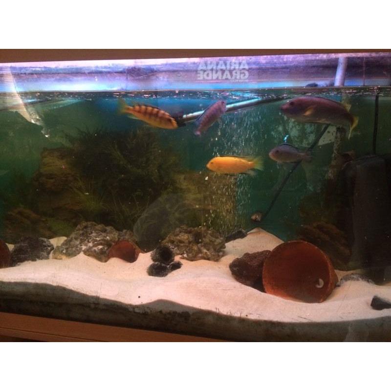 African chiclids full setup