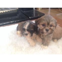 Shih tzu