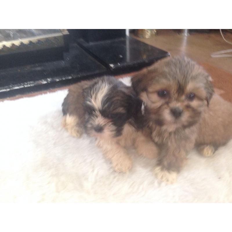 Shih tzu