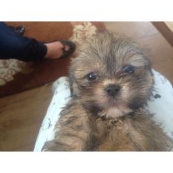 Shih tzu
