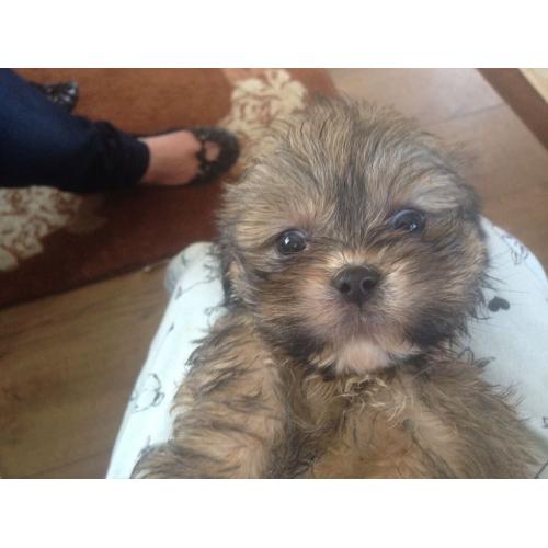 Shih tzu