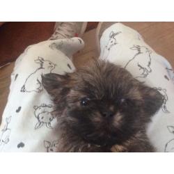 Shih tzu
