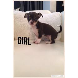 Mini jackawawa pups **ready now**