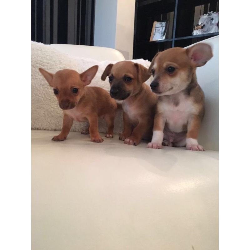 Mini jackawawa pups **ready now**