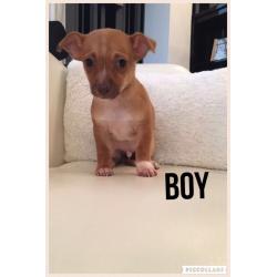 Mini jackawawa pups **ready now**