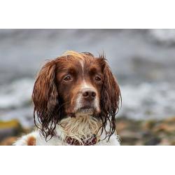 Glasgow Family Photographer