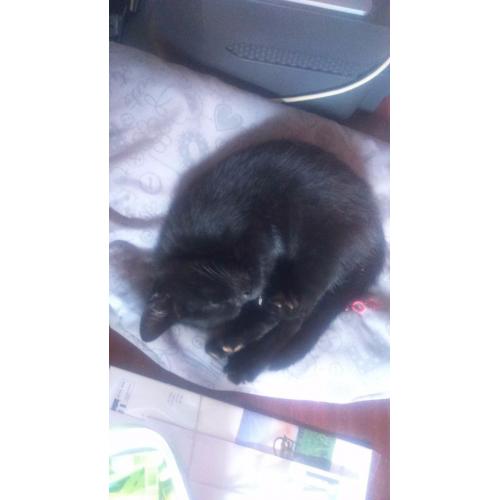Kittens