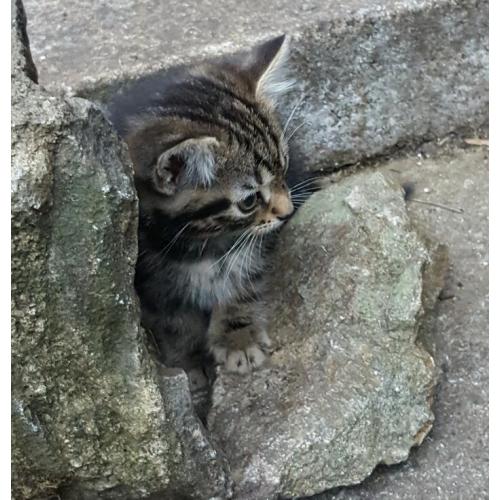2 kittens for sale