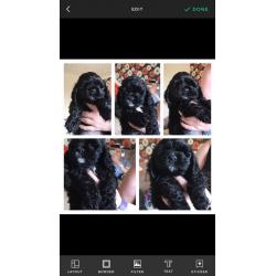 American cocker spaniels
