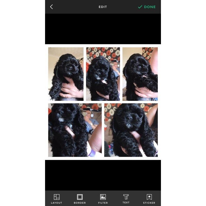 American cocker spaniels