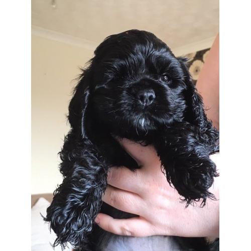 American cocker spaniels