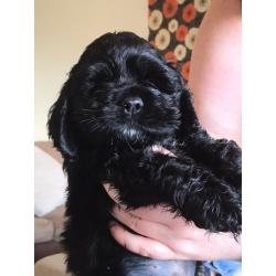 American cocker spaniels