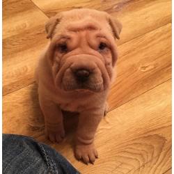 Cream shar Pei girls ready to leave in 3 weeks