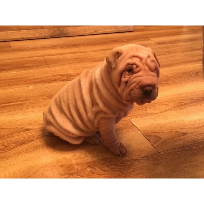 Cream shar Pei girls ready to leave in 3 weeks