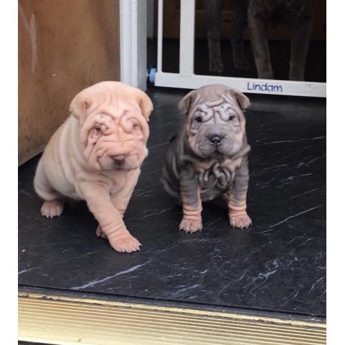 Cream shar Pei girls ready to leave in 3 weeks